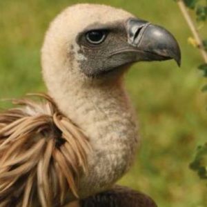 Meet your Posher, Vivian